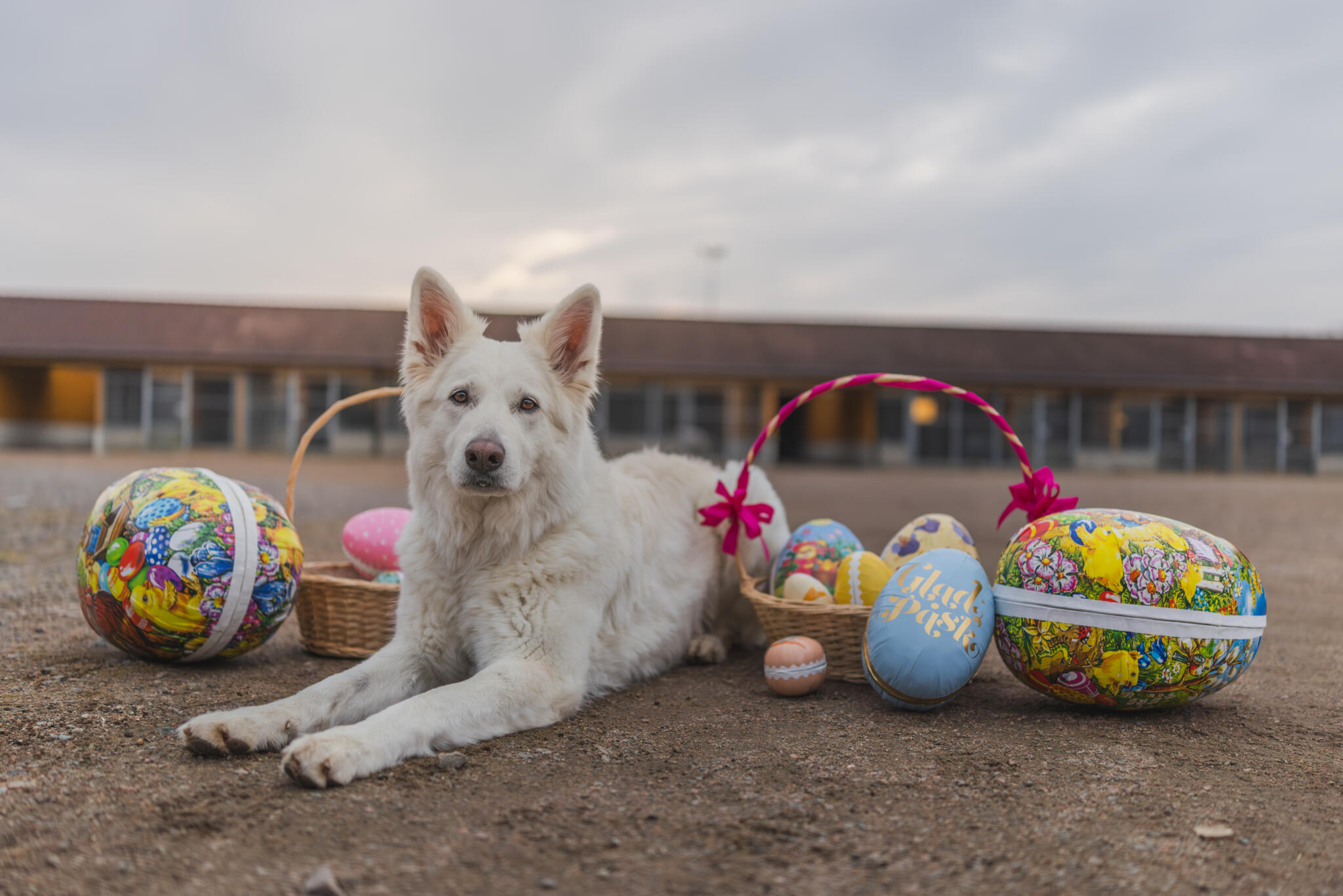Hund bland påskägg