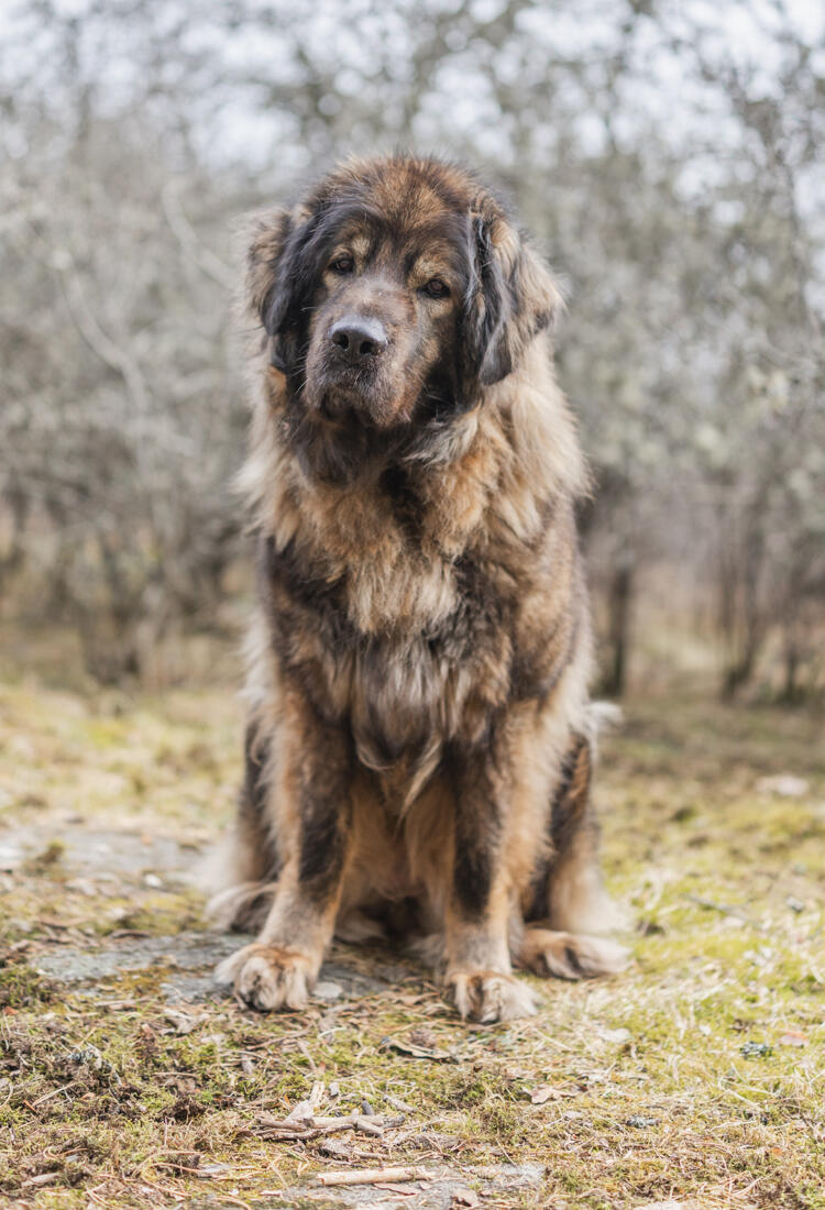 En stor brun hund sitter på ett grästäckt fält.
