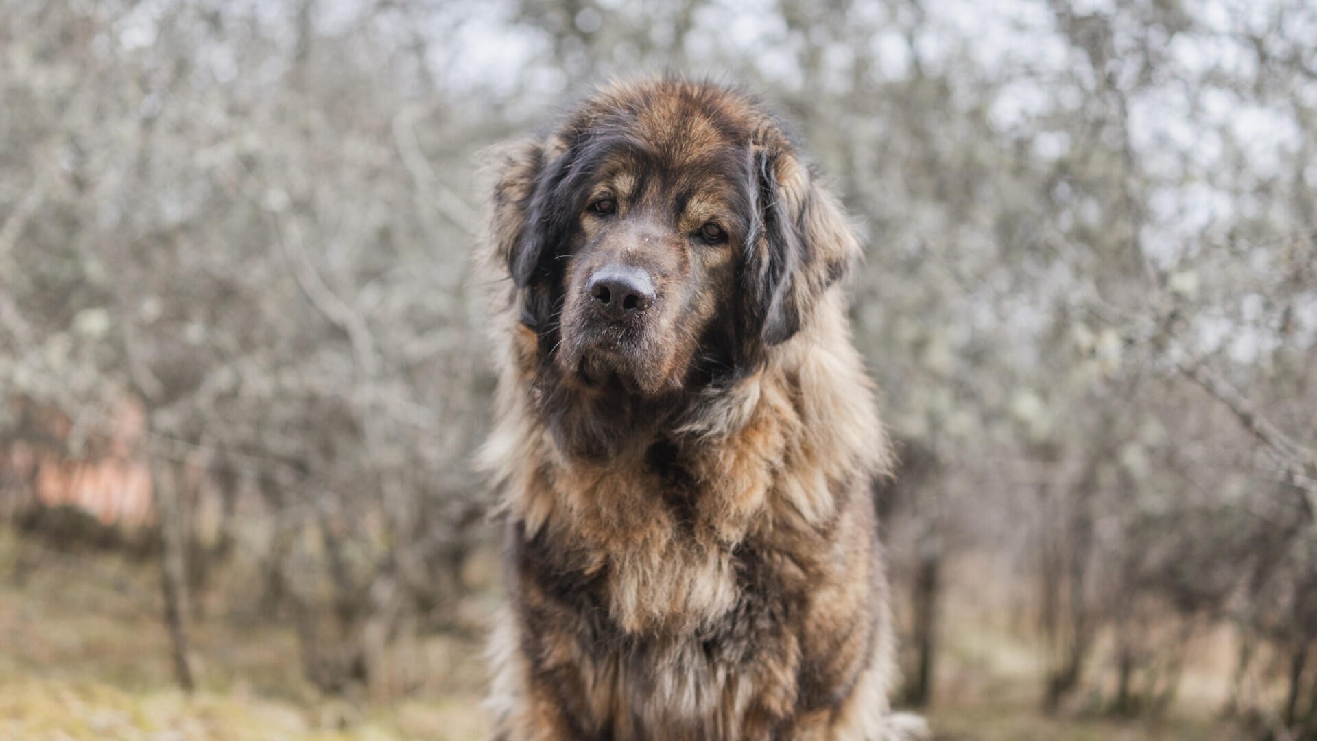 En stor brun hund sitter på ett grästäckt fält.