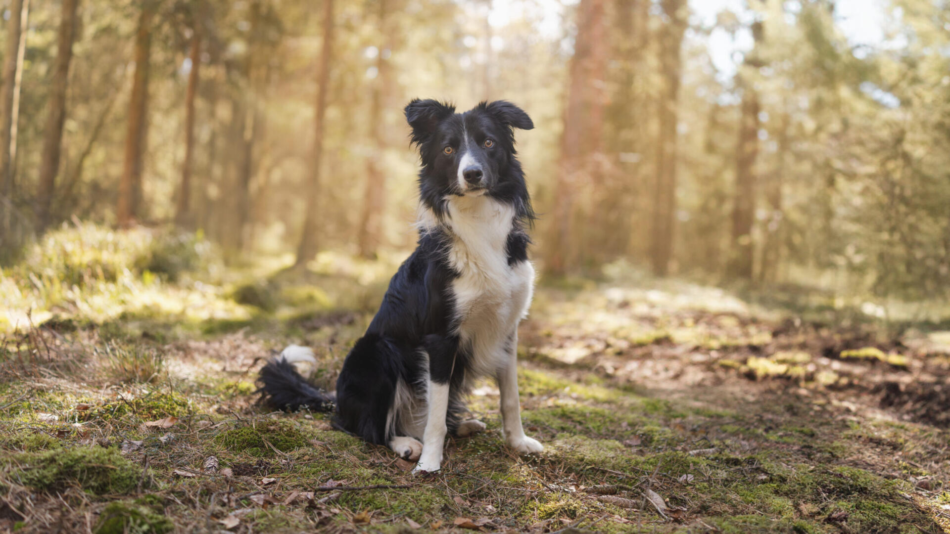 En svartvit hund som sitter mitt i en skog.