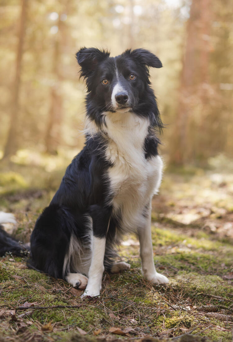 En svartvit hund som sitter mitt i en skog.