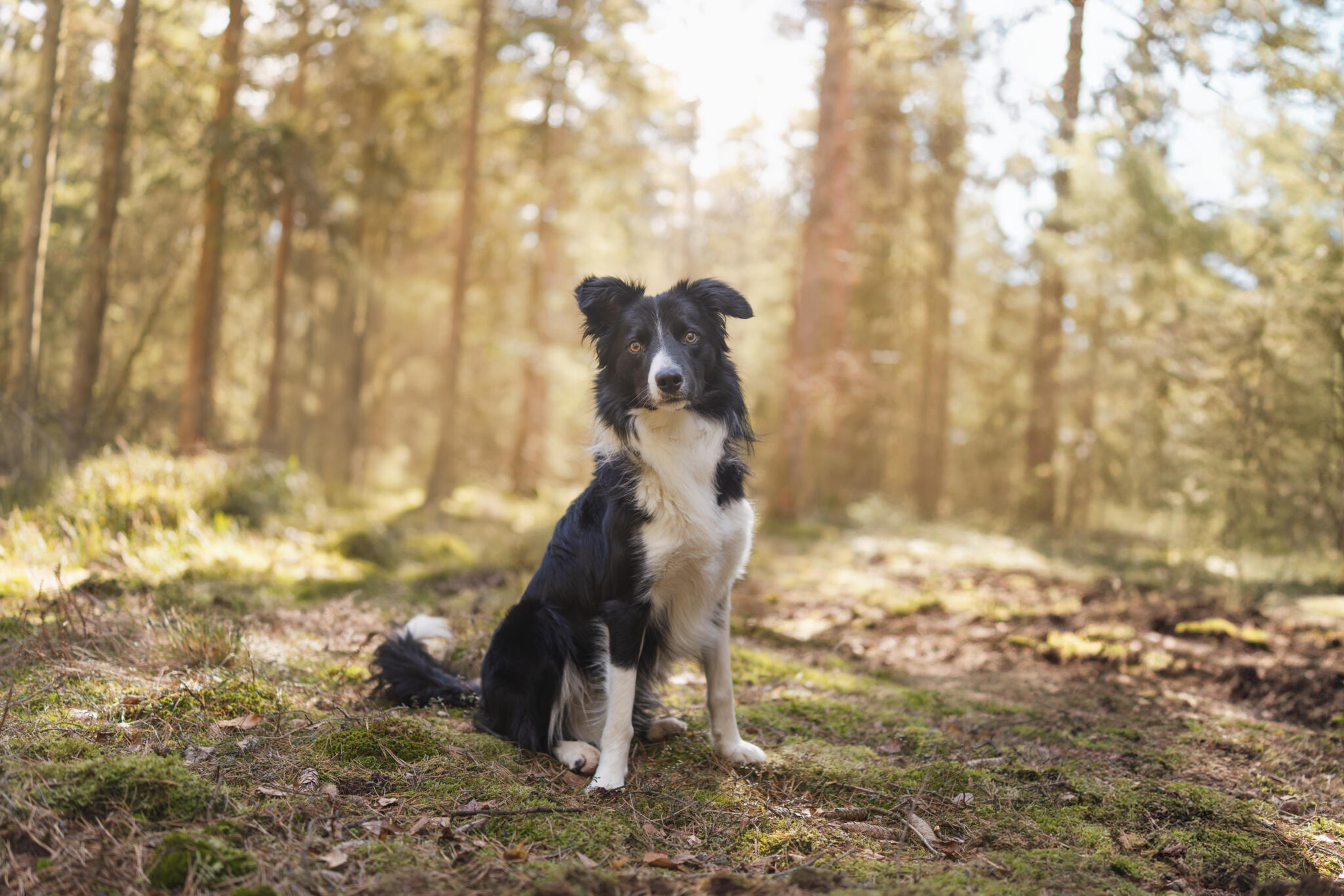 En svartvit bordercollie hund som sitter mitt i en skog. Solen lyser mellan träden i bakgrunden.