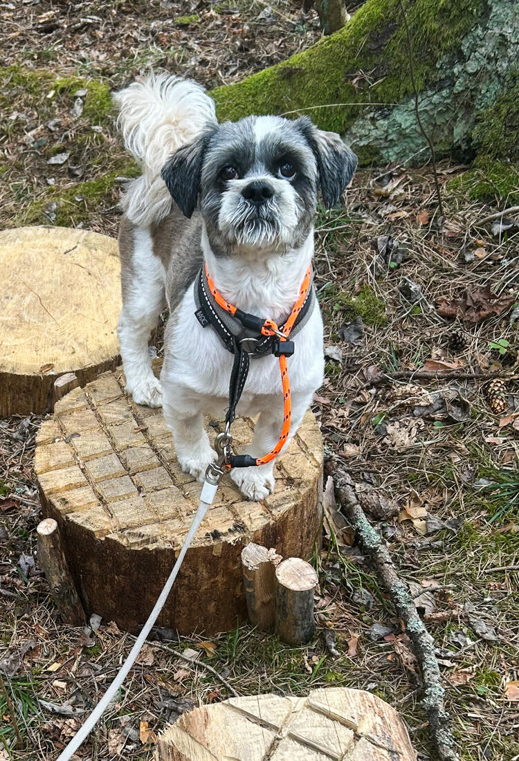 En liten hund som står på toppen av en stubbe.
