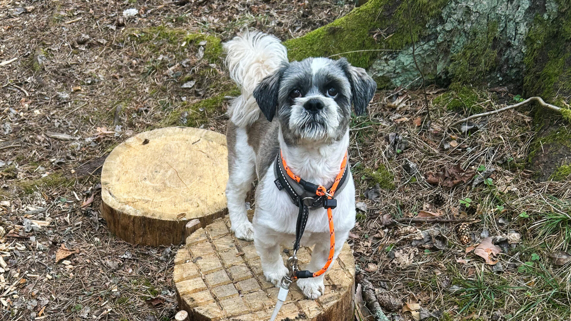 En liten hund som står på toppen av en stubbe.