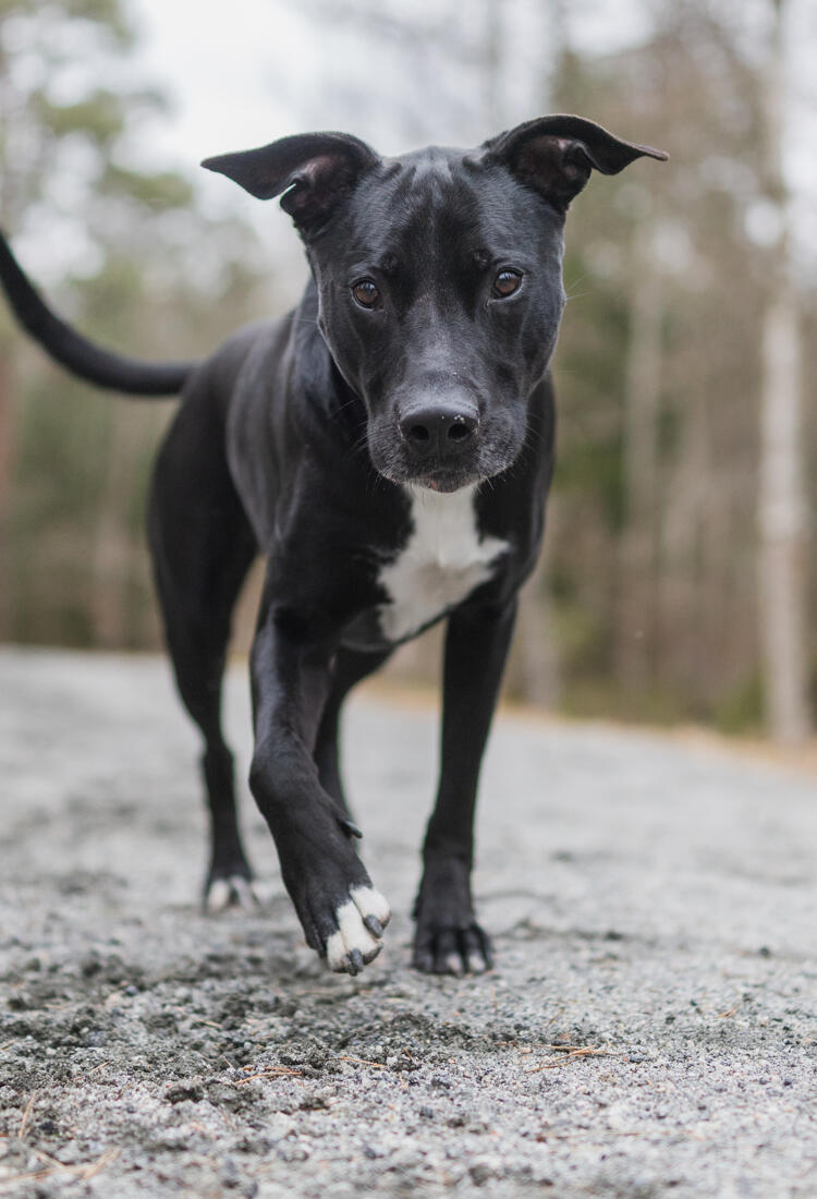 En svartvit hund som springer längs en grusväg.