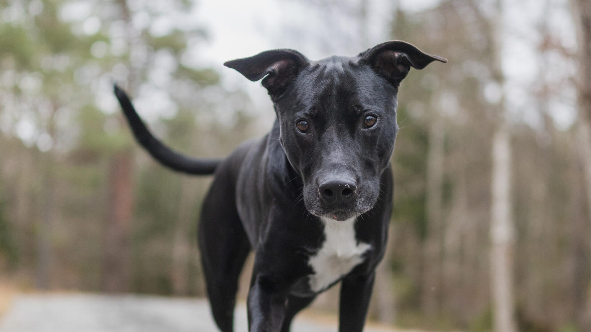 En svartvit hund som springer längs en grusväg.