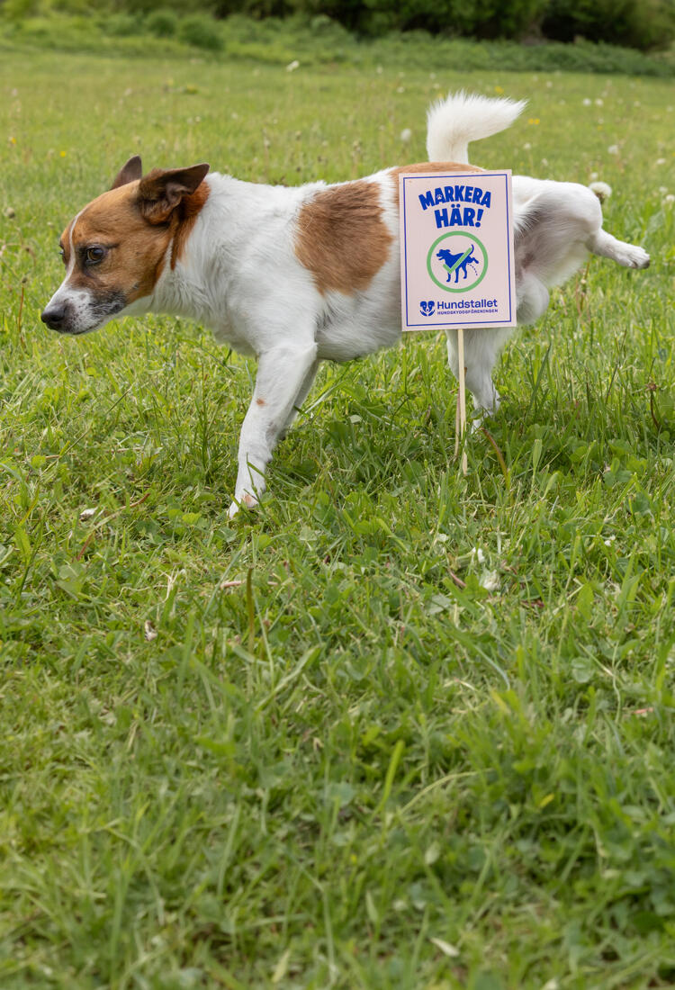 En brun och vit hund som står och kissar på en skylt. 