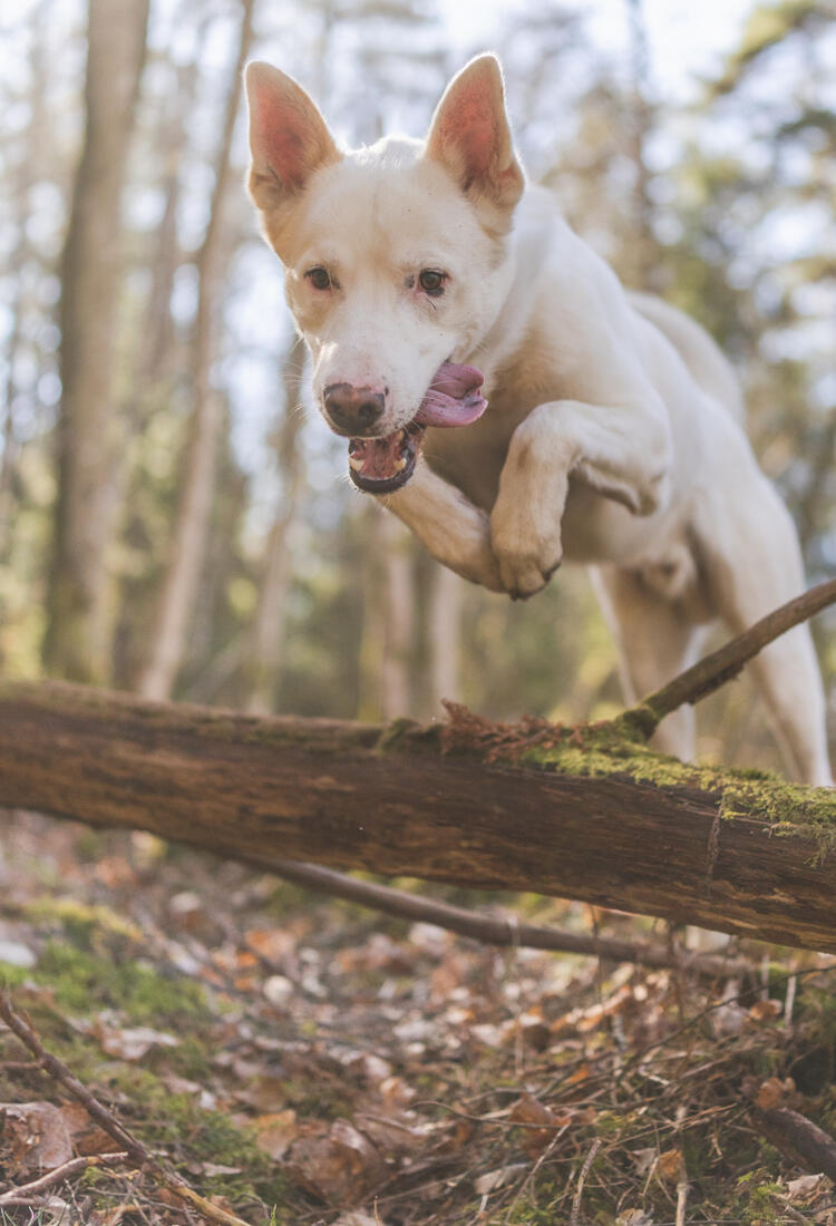 Kid-3-1.jpg En hund som hoppar över en stock i skogen.