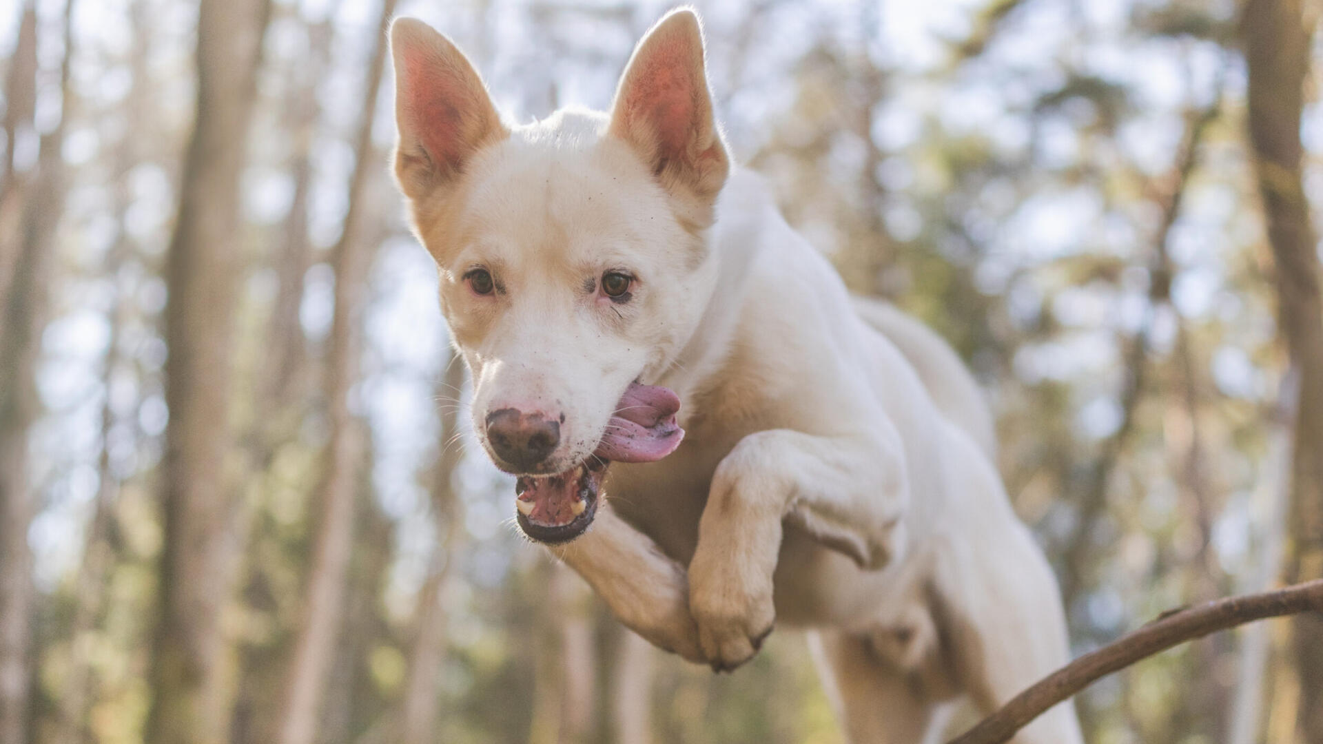 Kid-3.jpg En hund som hoppar över en stock i skogen.