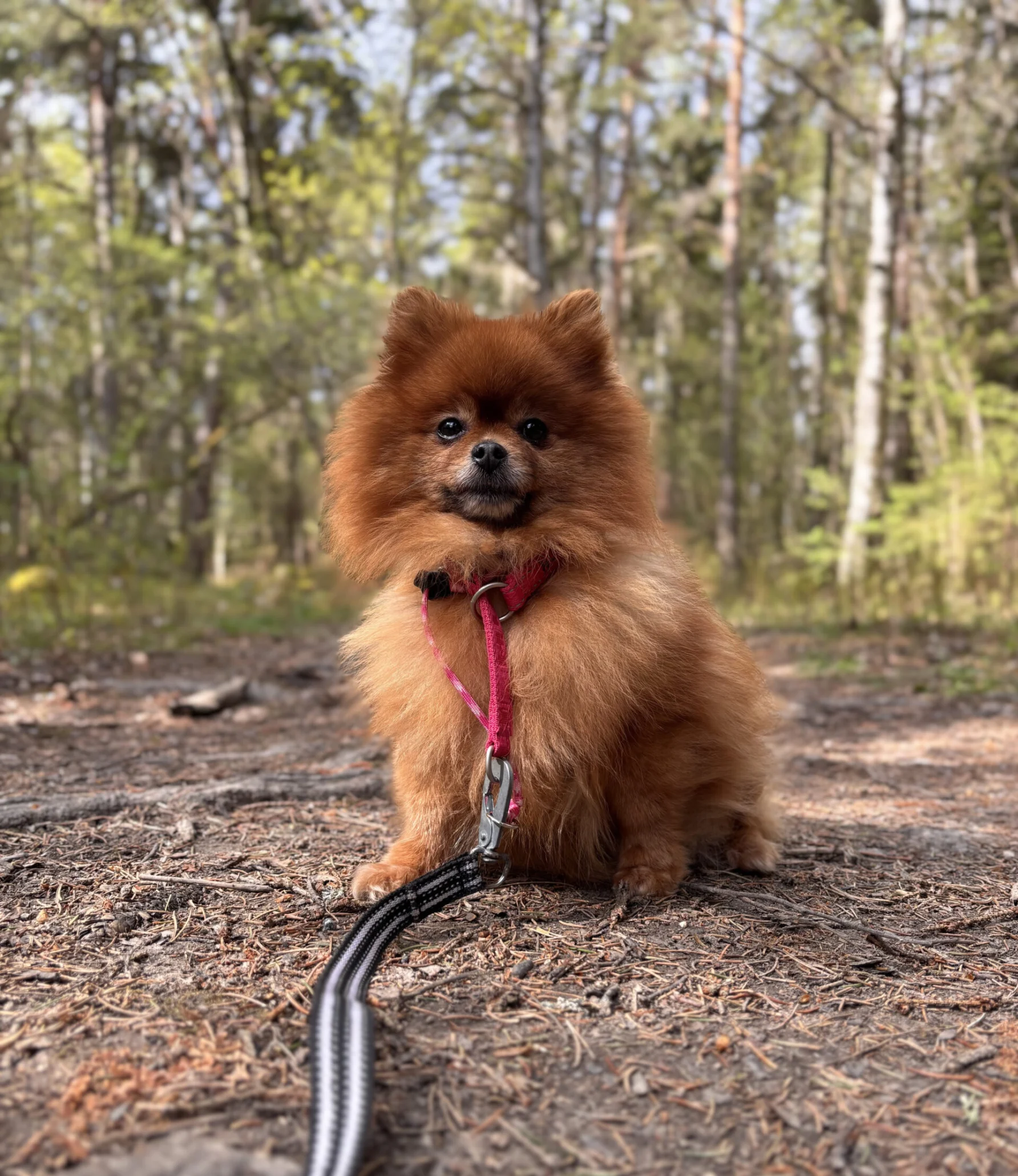 En liten brun Pomeranian som sitter på marken i en skogsdunge. En liten brun Pomeranian som sitter på marken i en skogsdunge.