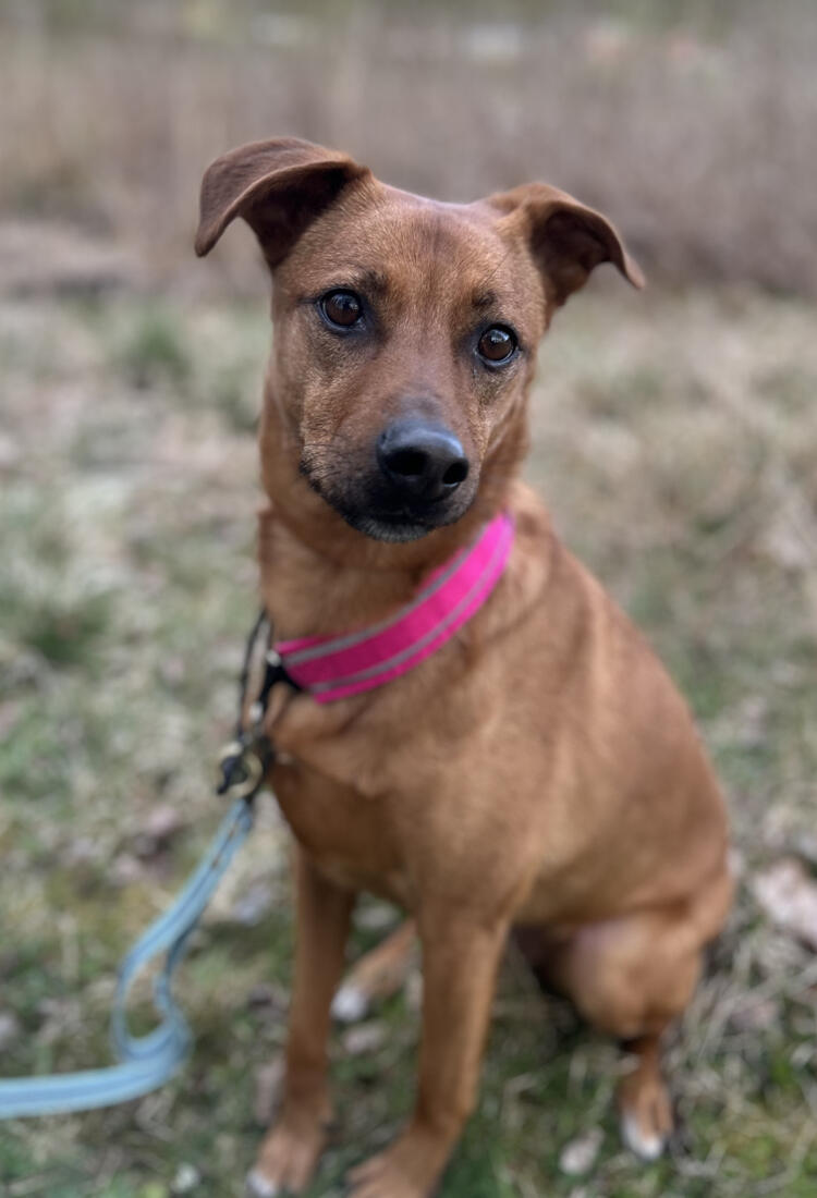 peppe-9-2.jpg En brun hund som sitter på ett grästäckt fält.