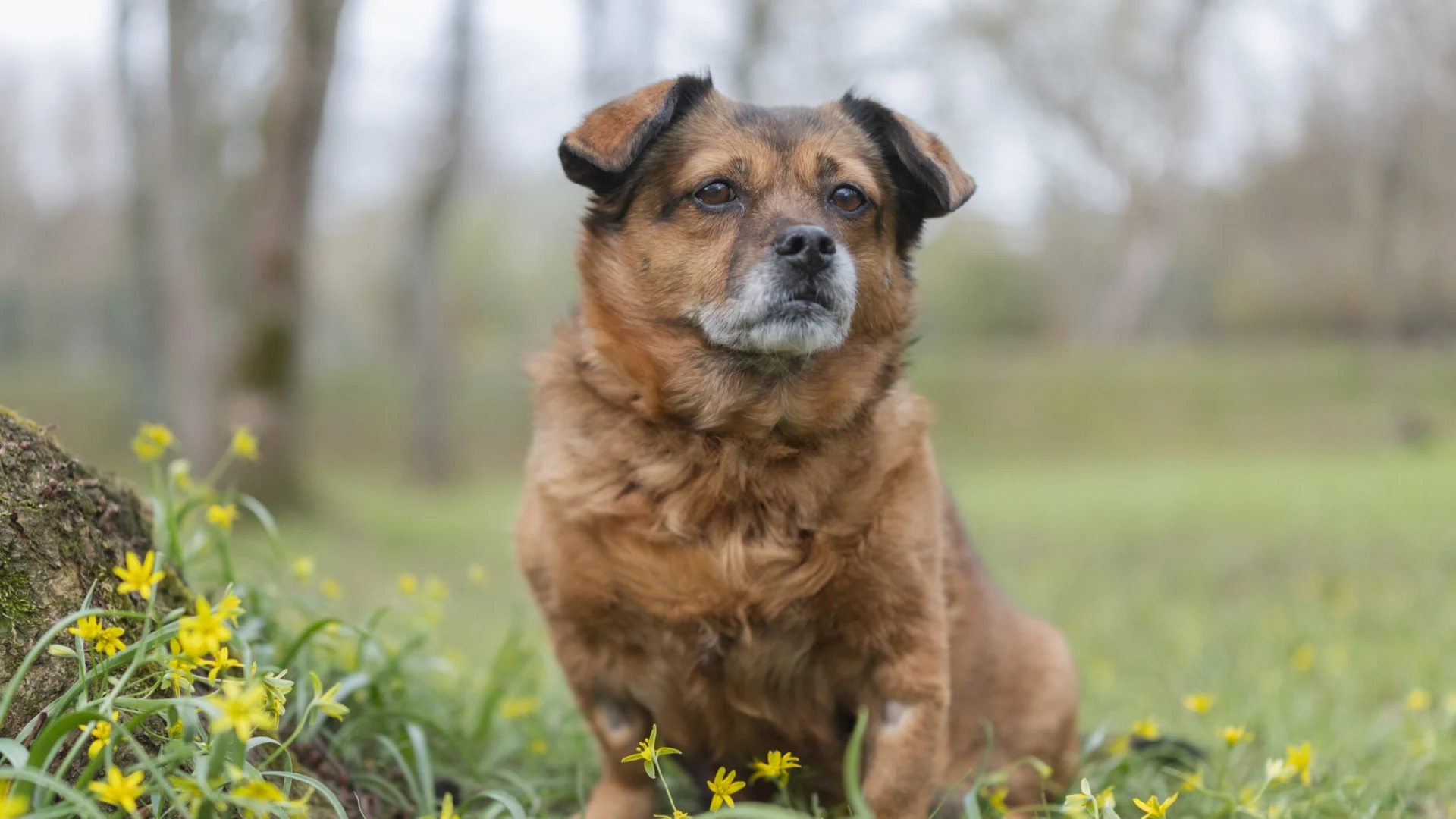 En hund som sitter i gräset bredvid ett träd.