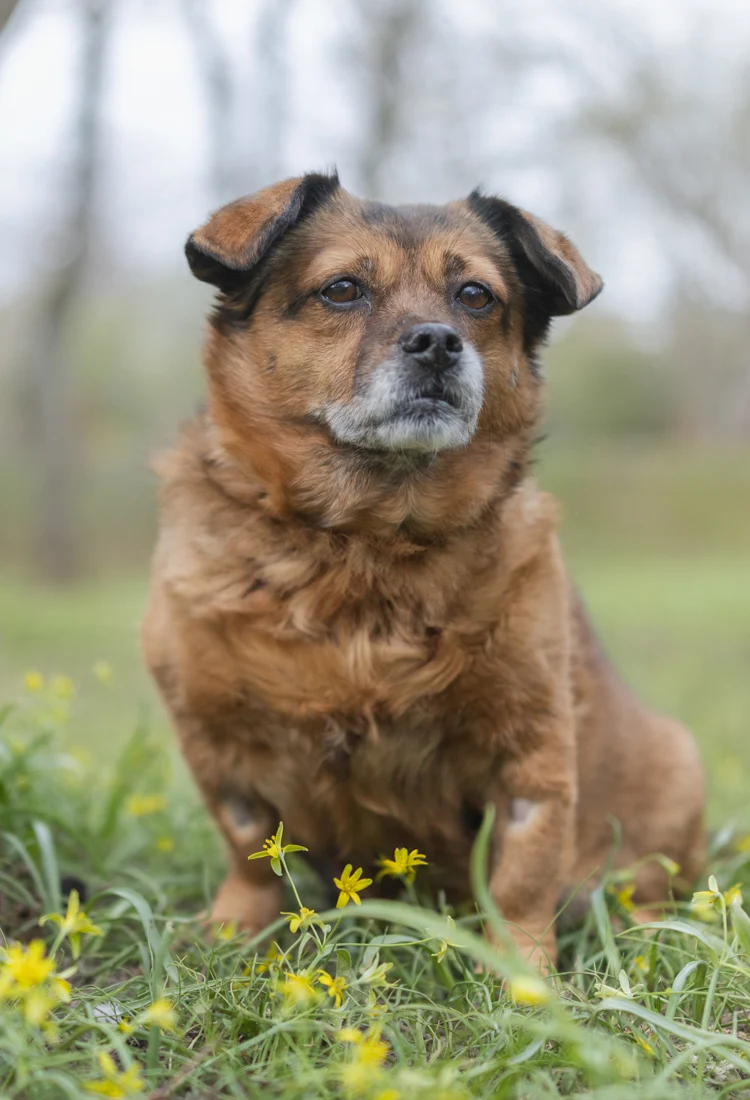 En hund som sitter i gräset bredvid ett träd.