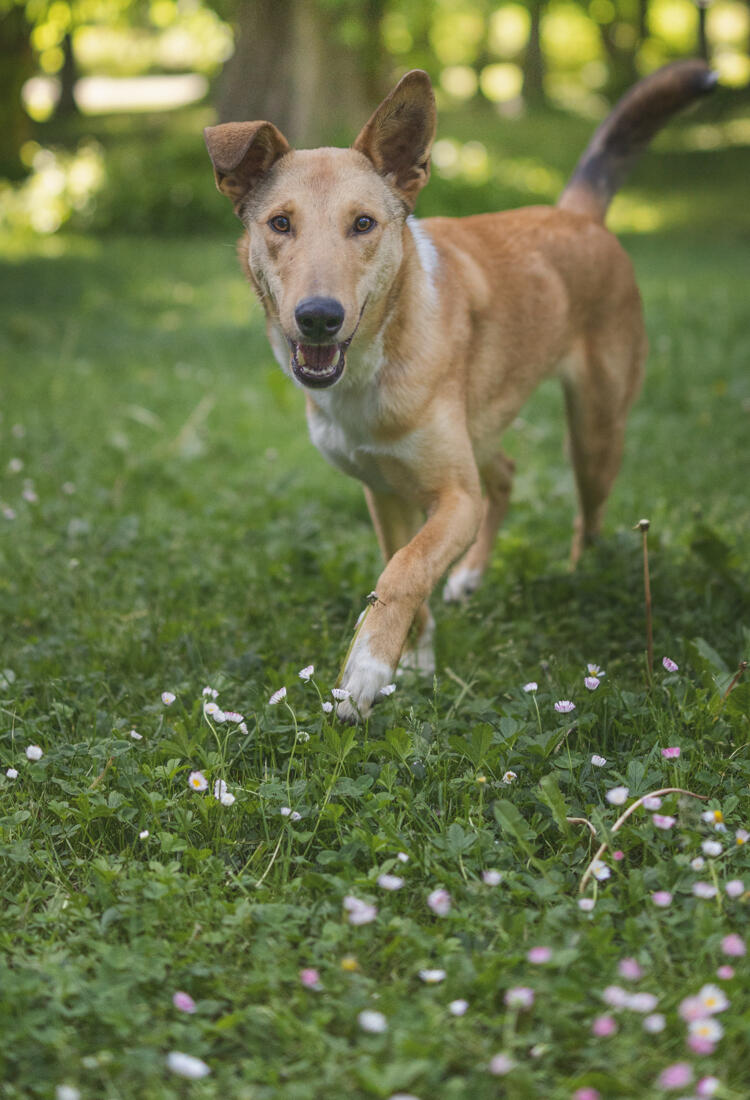 Gandalf-1-2.jpg En hund som springer genom gräset i en park.
