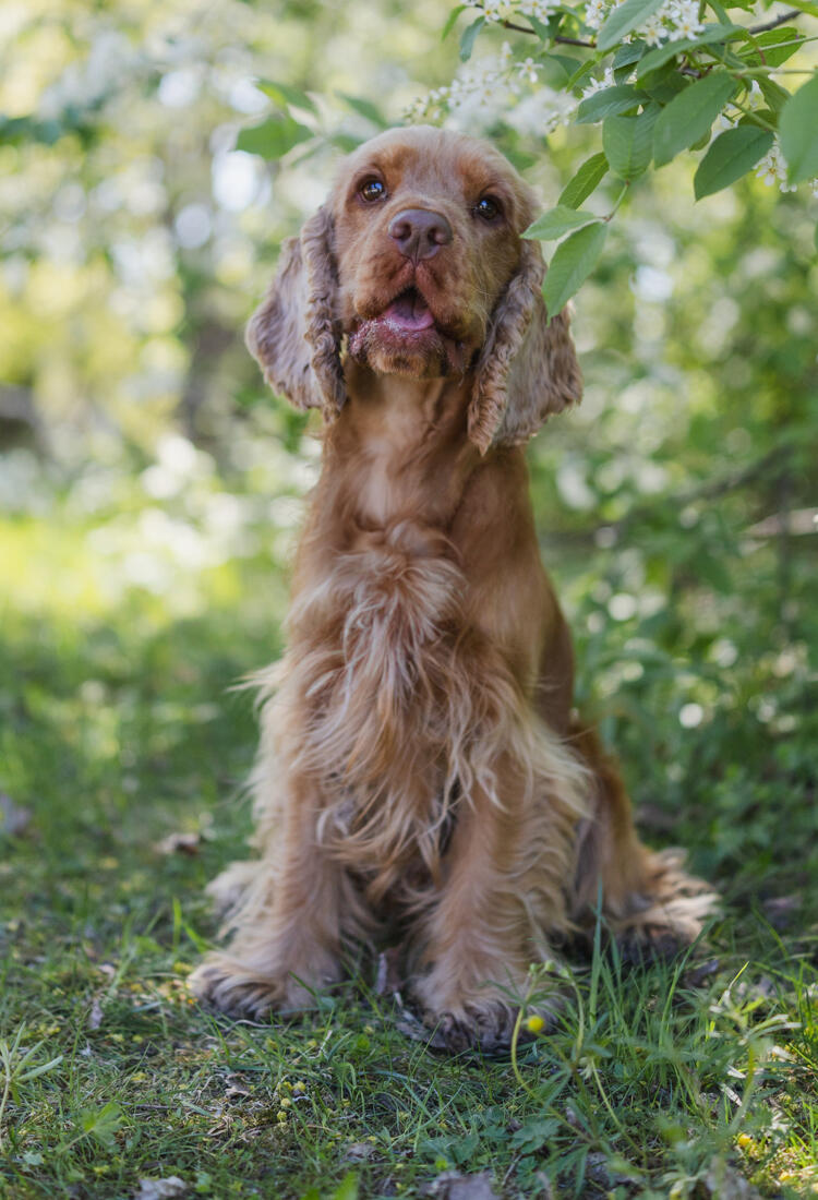 Hugo-1-1.jpg En brun hund som sitter i gräset bredvid ett träd.