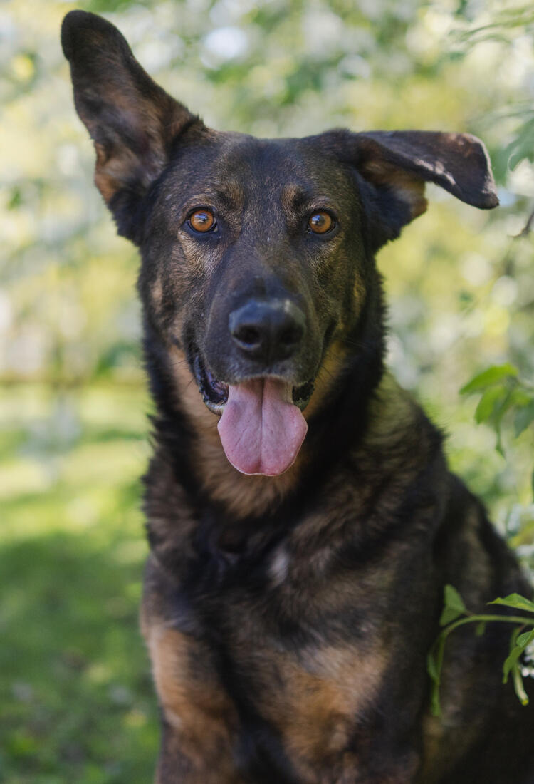 Jack-5-1.jpg En svart och brun hund som sitter i gräset.