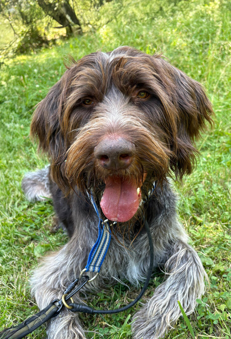 En hund ligger i gräset med tungan hängande ut.