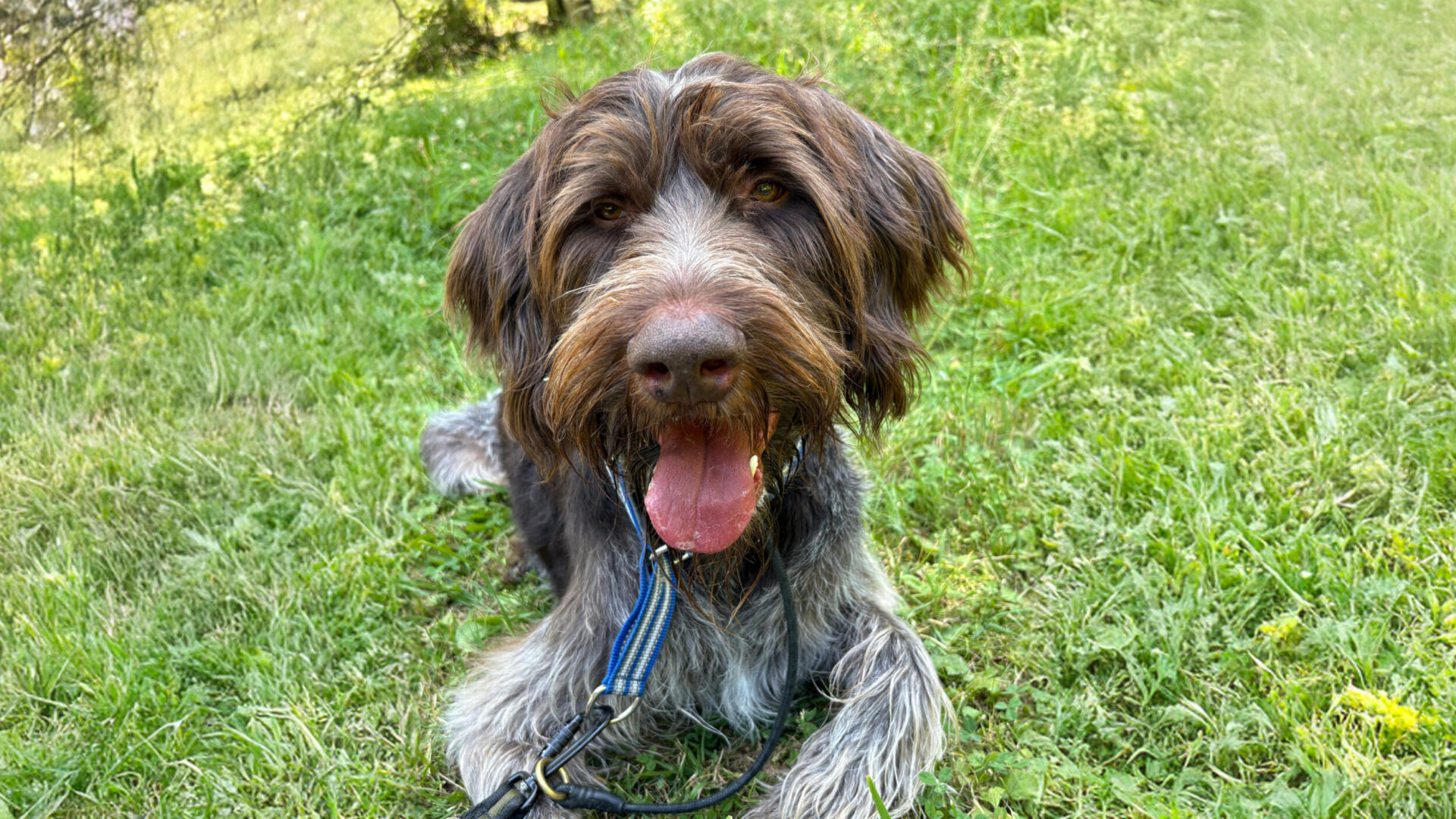 En hund ligger i gräset med tungan hängande ut.