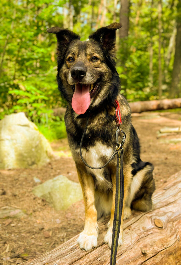 En hund som sitter på en stock i skogen.