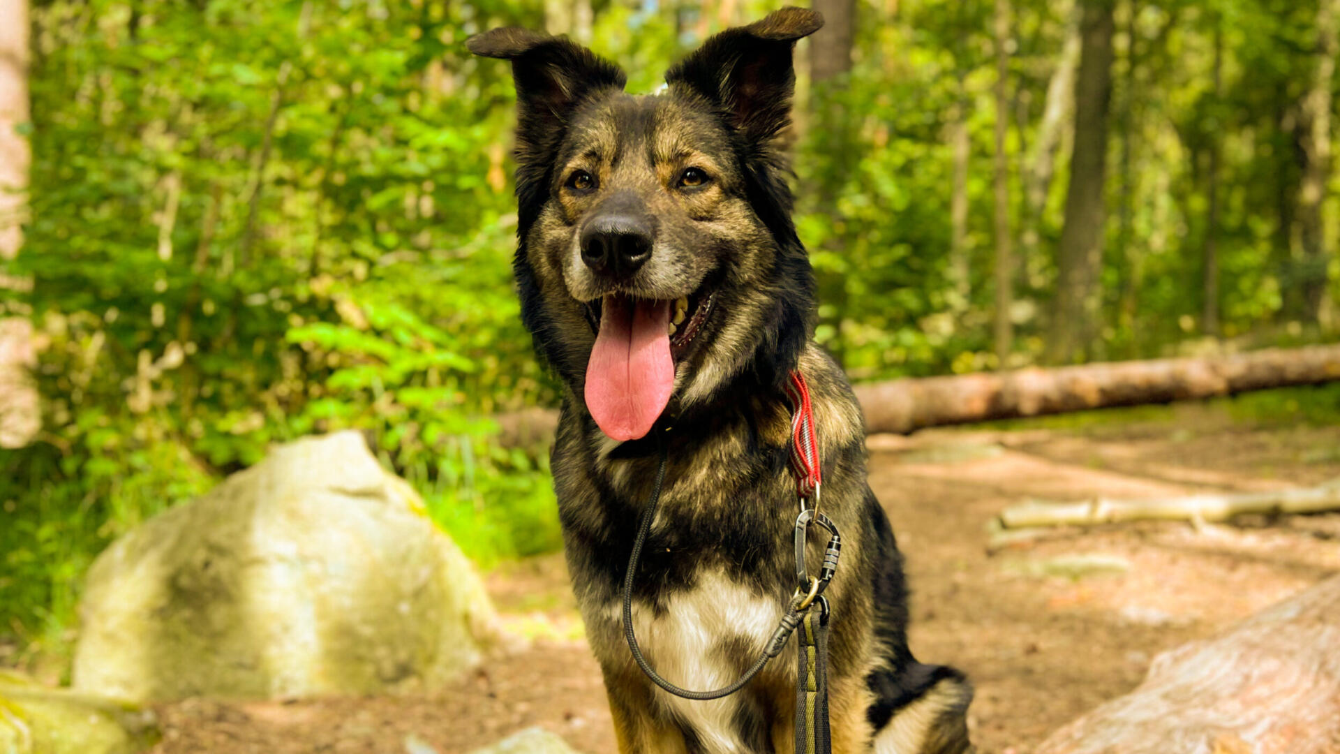 En hund som sitter på en stock i skogen.