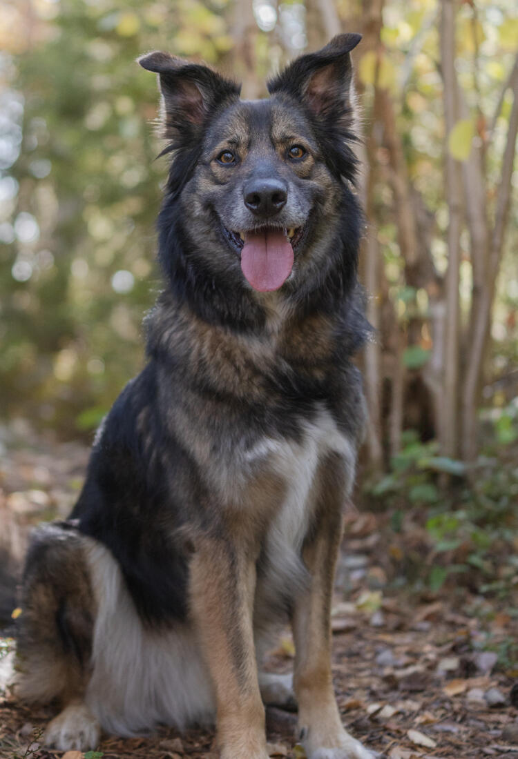 Foss-1-2.jpg En hund som sitter på en stig i skogen.