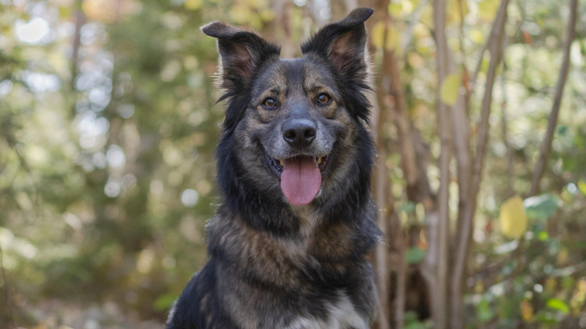 Foss-1.jpg En hund som sitter på en stig i skogen.