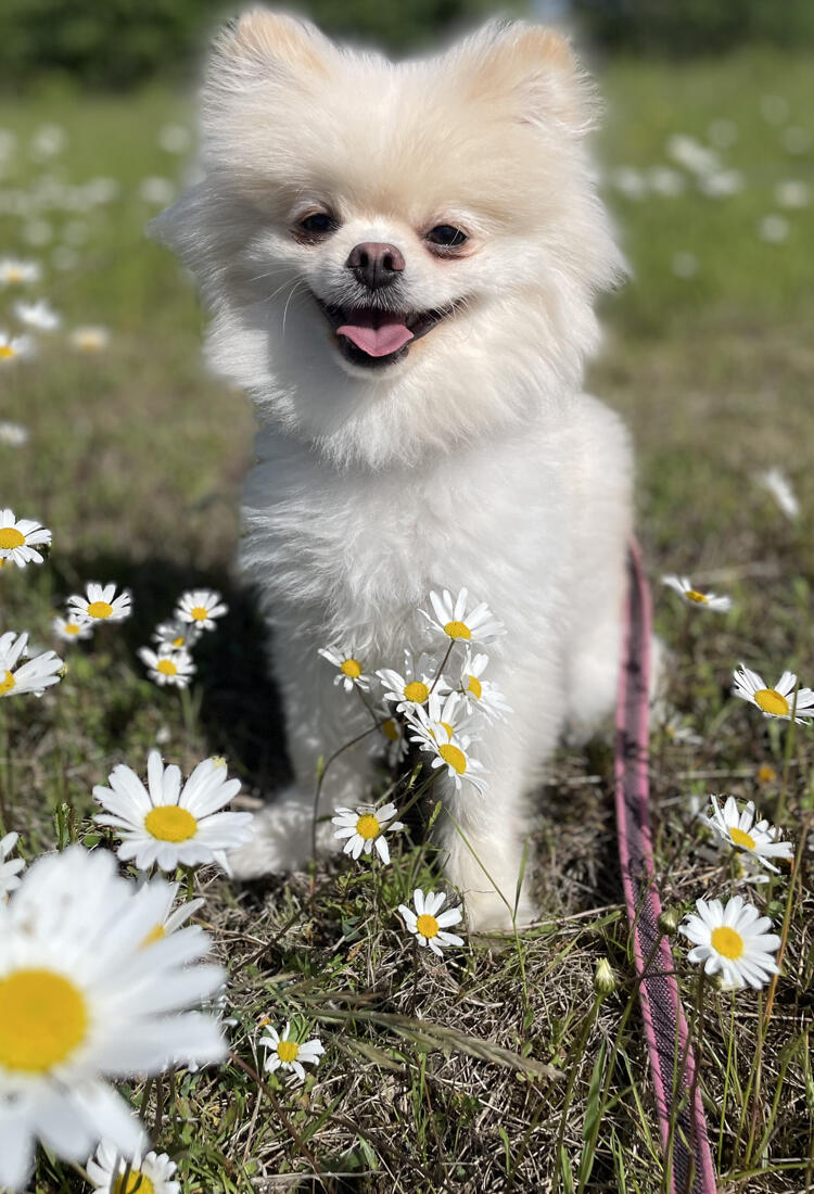 Timmy-4-1.jpg En liten vit hund som står i ett fält fullt av prästkragar.