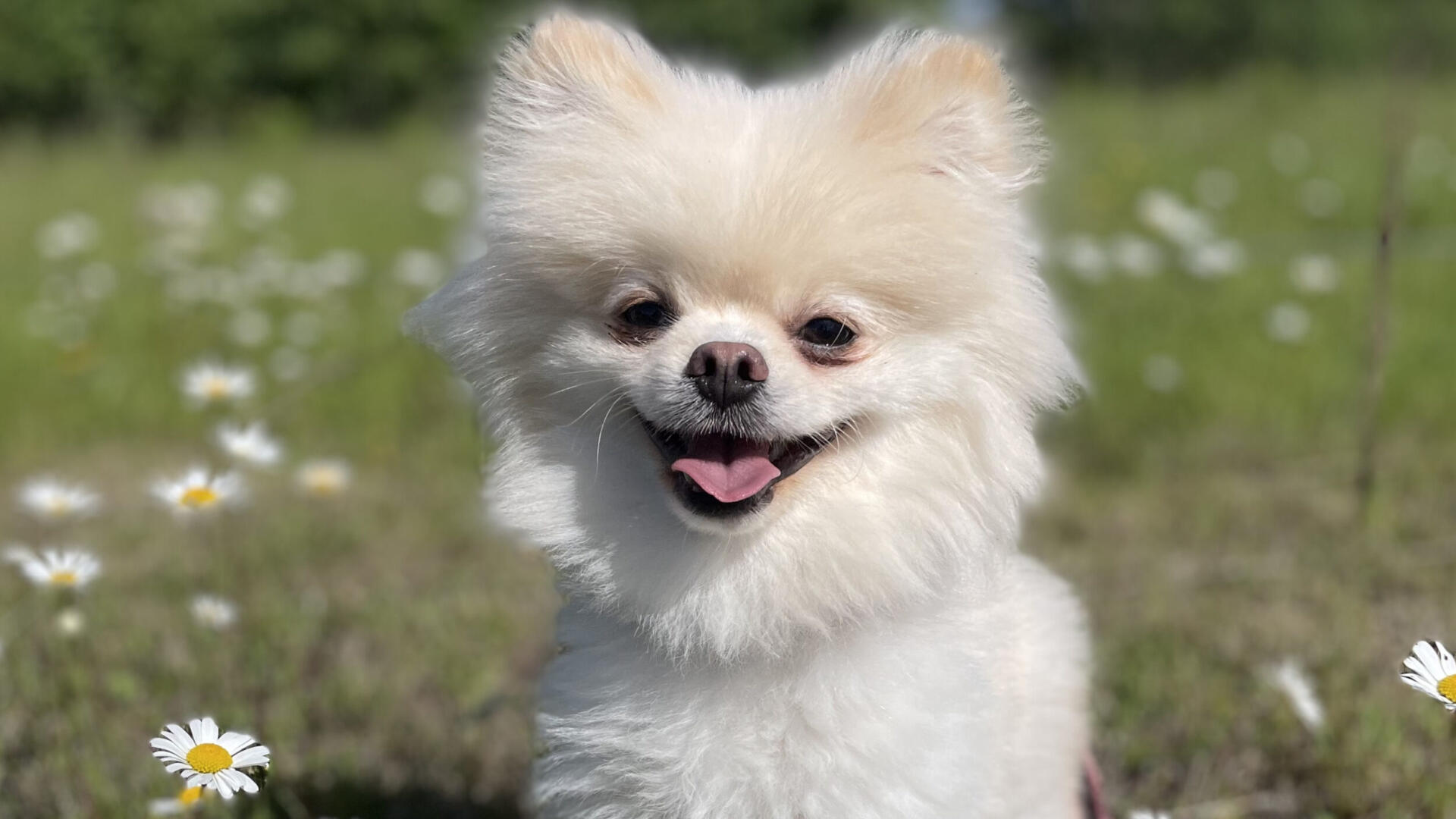 Timmy-4.jpg En liten vit hund som står i ett fält fullt av prästkragar.