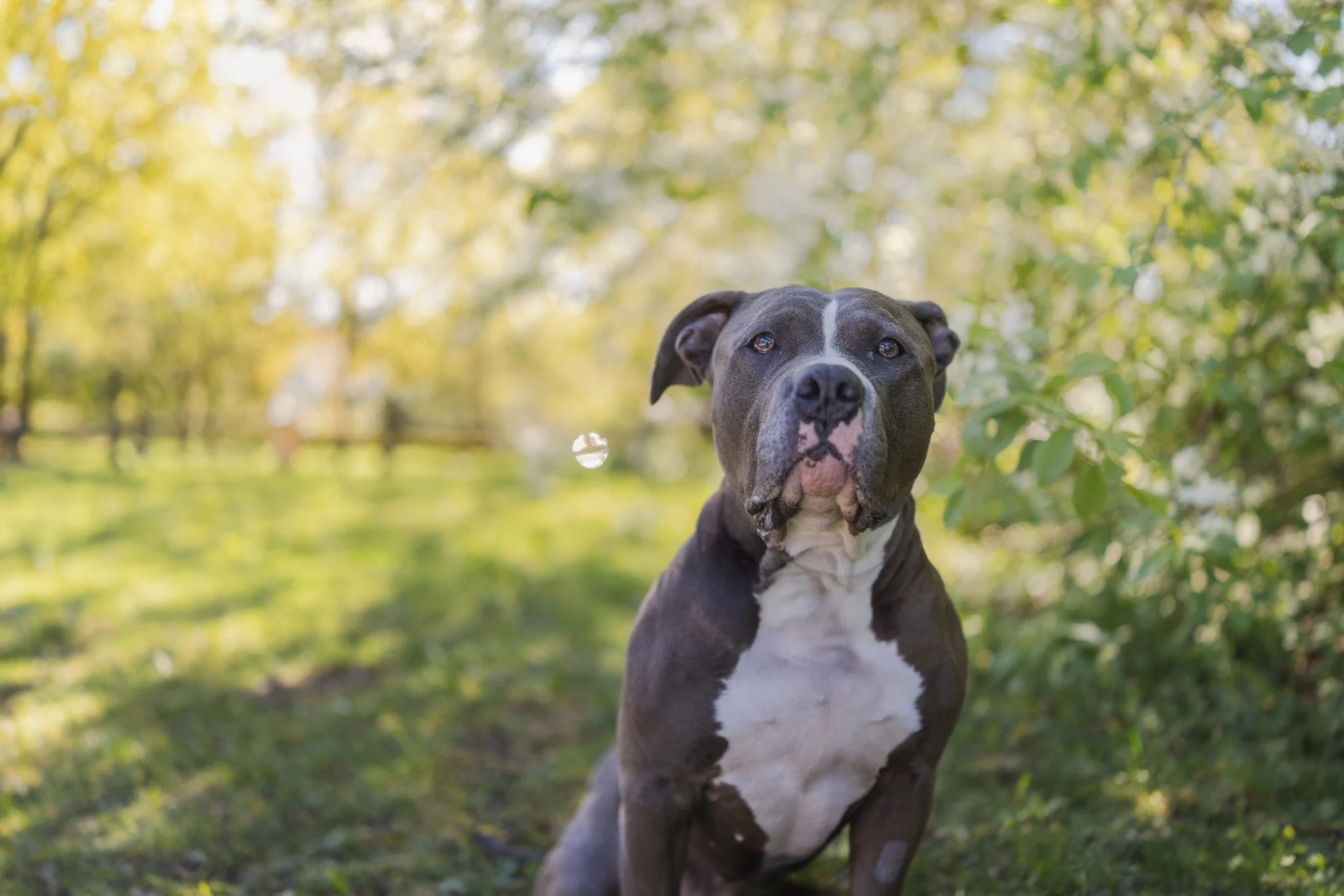 En grå och vit bullyhund som sitter i gräset med sol i bakgrunden.
