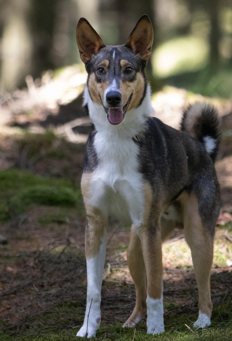 collieblandning hane i skog
