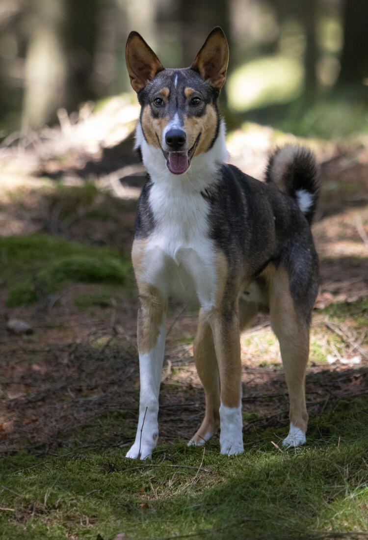 collieblandning hane i skog