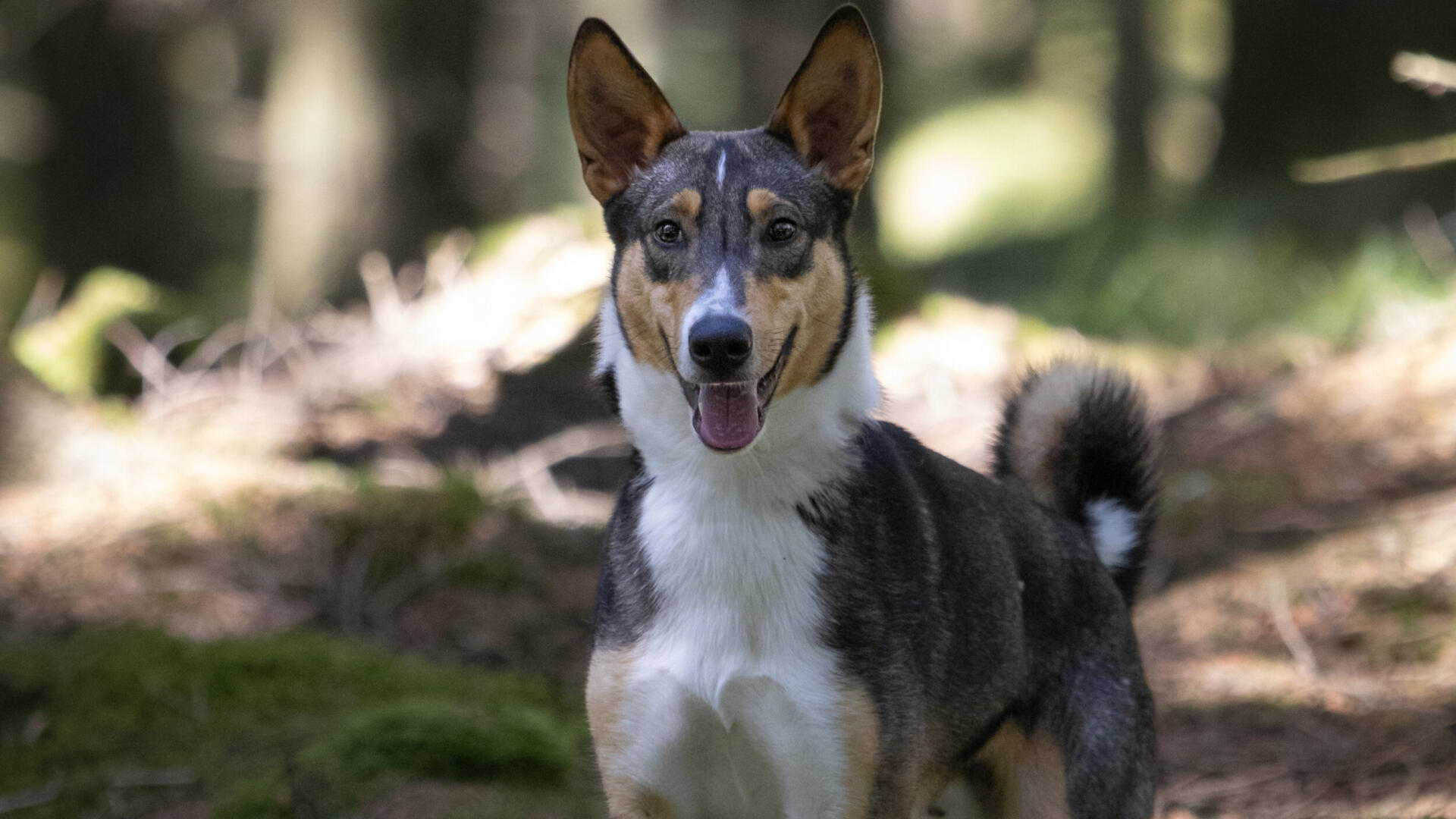 collieblandning hane i skog
