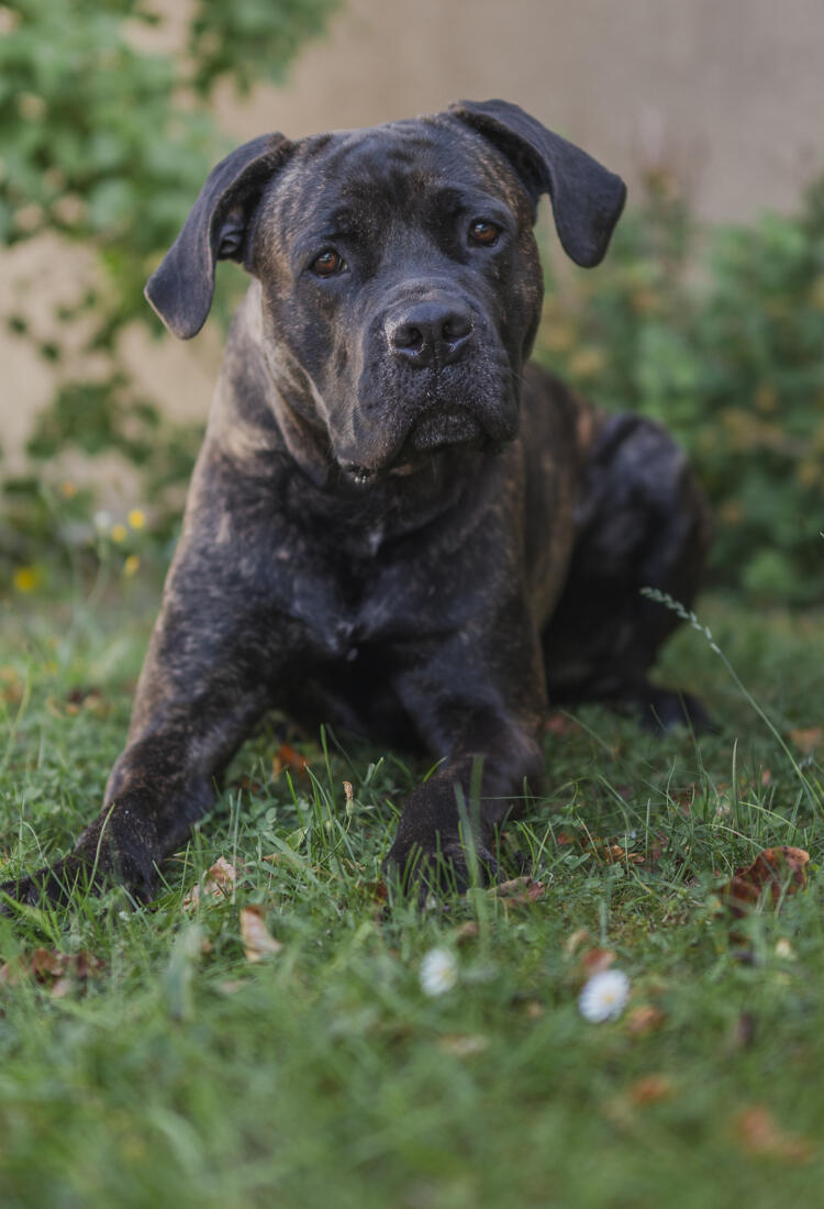 En svart hund som ligger på en gräsmatta.