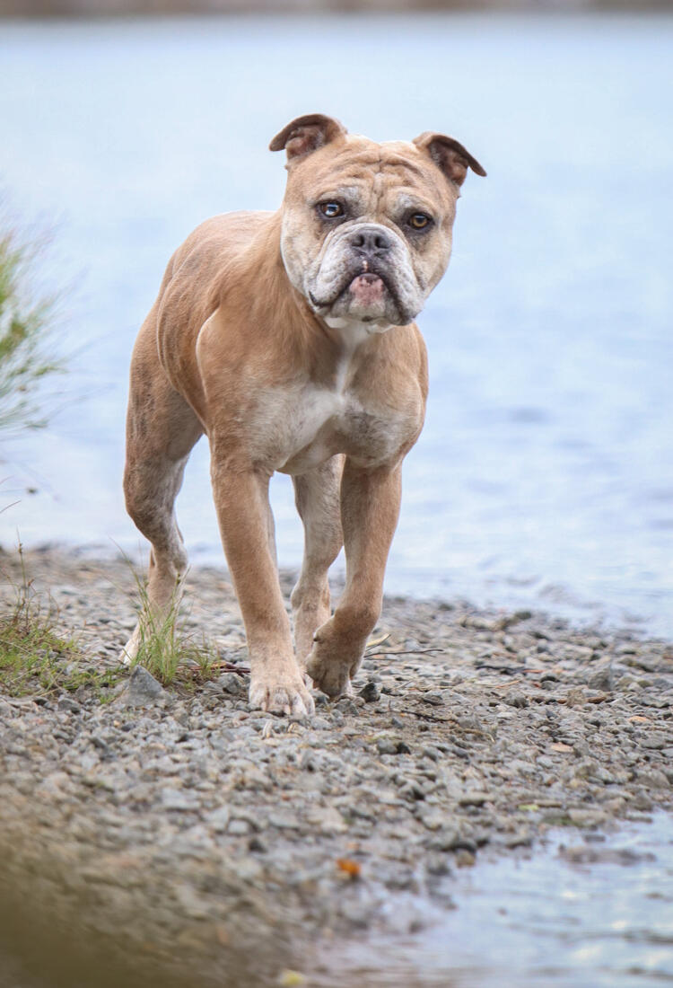 engelsk bulldog hane vid vatten