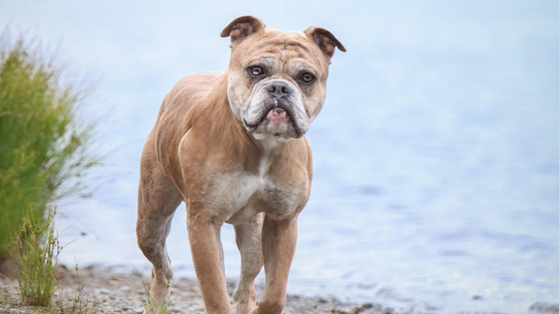 engelsk bulldog hane vid vatten