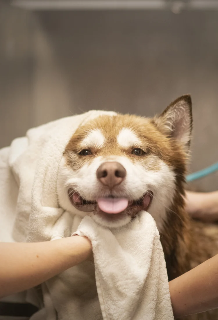En brun och vit hund som badats och nu torkas med en handduk på huvudet.