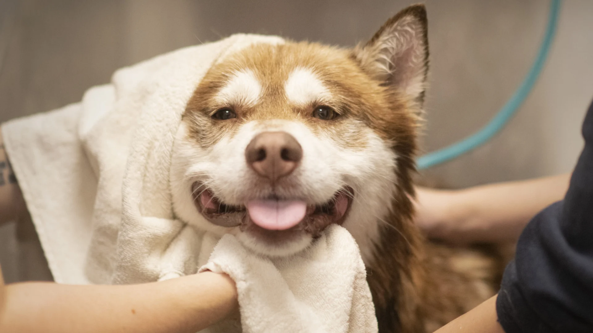 En brun och vit hund som badats och nu torkas med en handduk på huvudet.