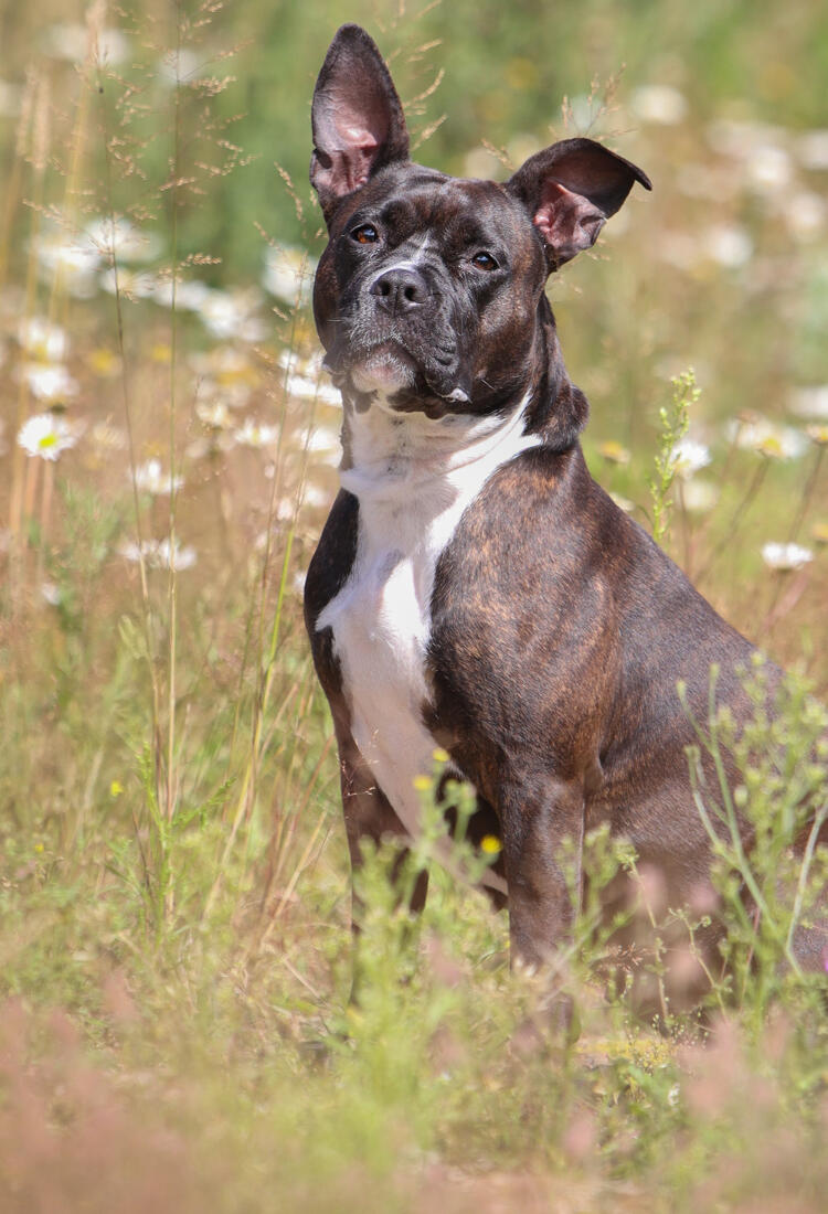En hund som sitter i ett fält med högt gräs.