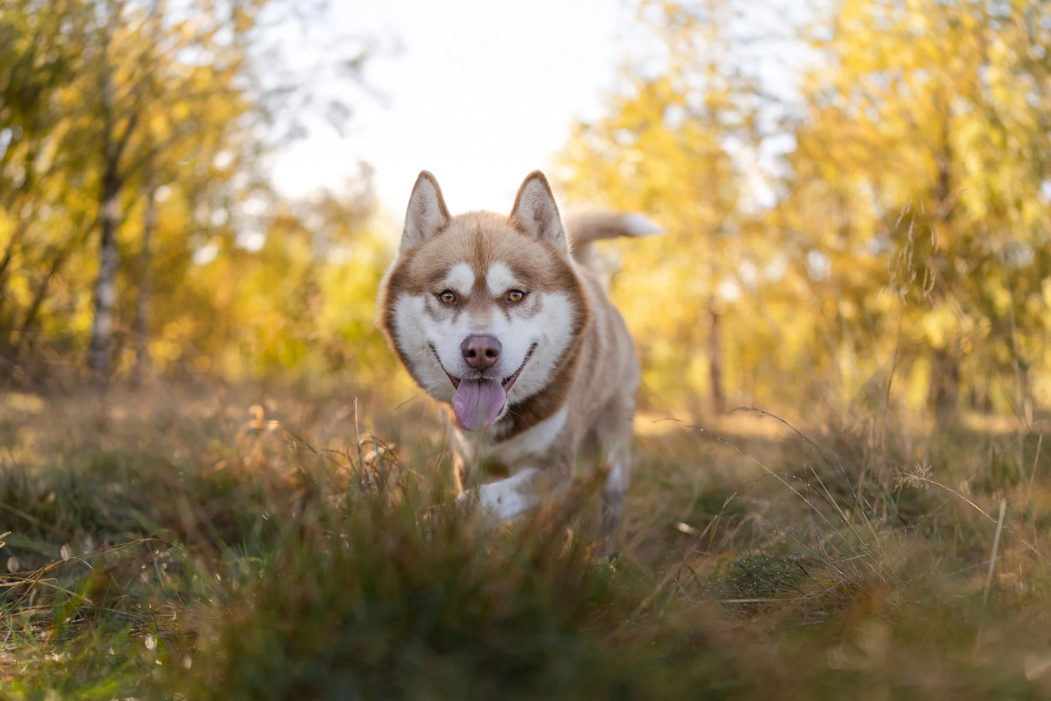 En brun och vit husky som går på en äng, björkskog i bakgrunden. Solen lyser genom träden.