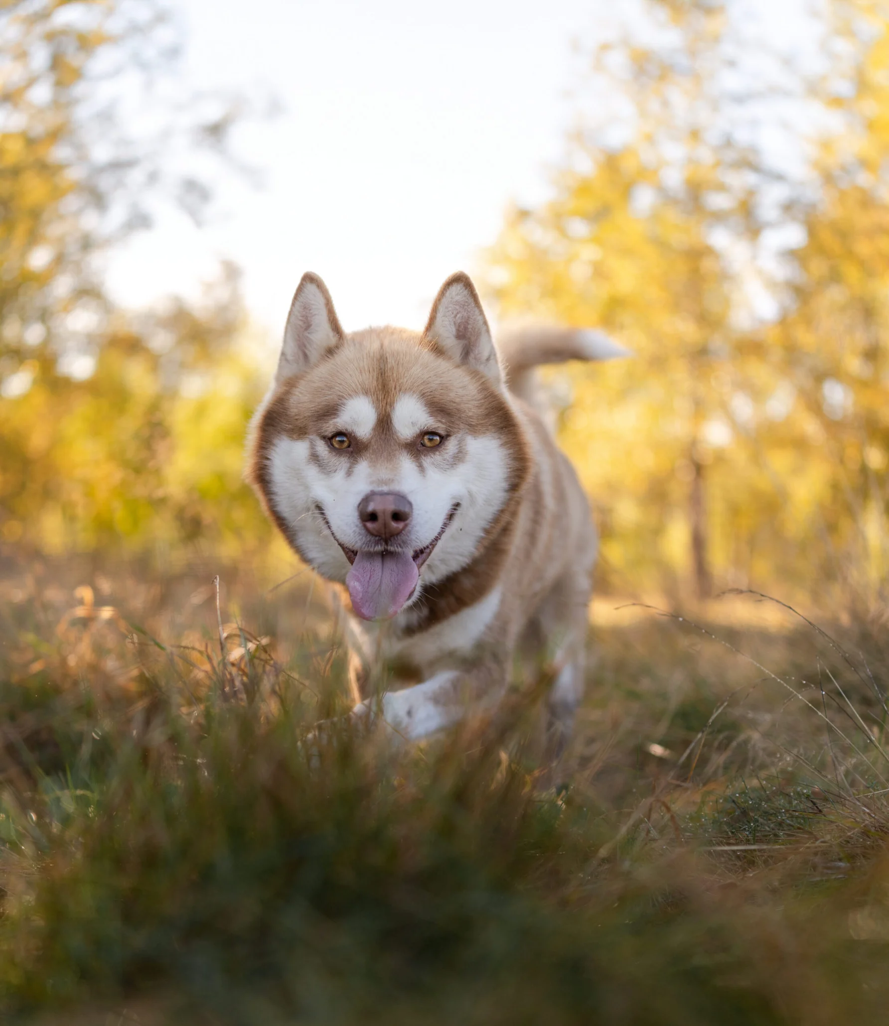 En brun och vit husky som går på en äng, björkskog i bakgrunden. Solen lyser genom träden.